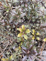 Mycosphaerella pyrolae