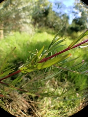 Epilobium billardiereanum