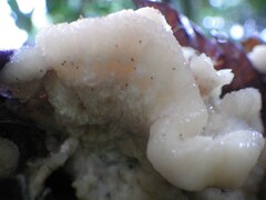 Climacodon dubitativus