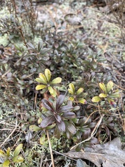 Mycosphaerella pyrolae