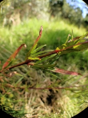 Epilobium billardiereanum