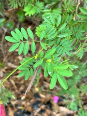 Tephrosia grandiflora