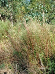 Epilobium billardiereanum