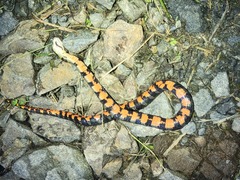 Erythrolamprus epinephalus pseudocobella