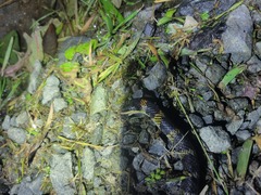 Erythrolamprus epinephalus pseudocobella