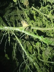 Megascops albogularis