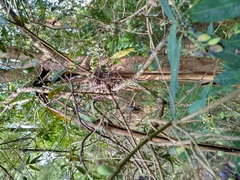 Eopsaltria australis