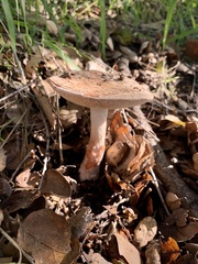 Amanita novinupta