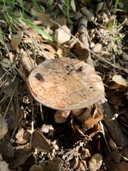 Amanita novinupta