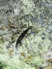 Libethra