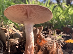 Amanita novinupta