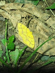 Periclina