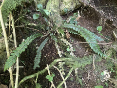 Blechnum membranaceum