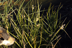 Bolboschoenus maritimus paludosus