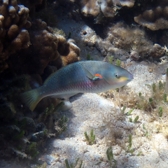 Stethojulis bandanensis