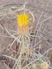 Doniophyton anomalum