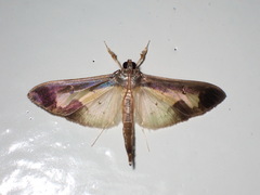 Eulepte