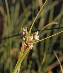 Bolboschoenus maritimus paludosus