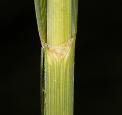 Bolboschoenus maritimus paludosus