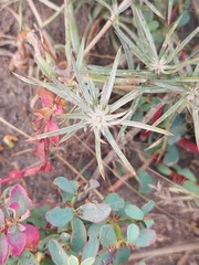 Doniophyton anomalum