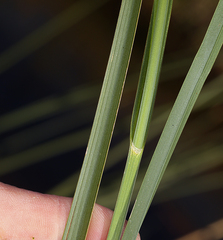 Bolboschoenus maritimus paludosus