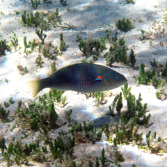 Stethojulis bandanensis