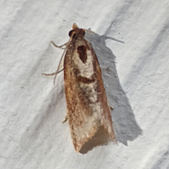 Glyphidoptera insignana