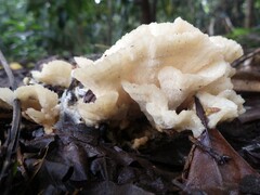 Climacodon dubitativus