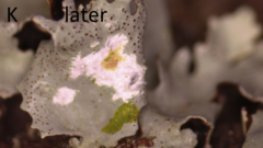 Parmotrema submarginale