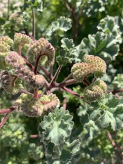 Phacelia pedicellata