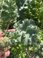 Phacelia pedicellata