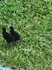 Gallinula galeata