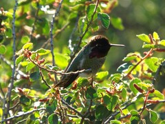 Calypte anna