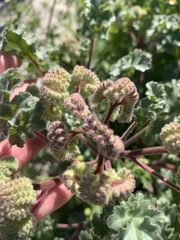 Phacelia pedicellata