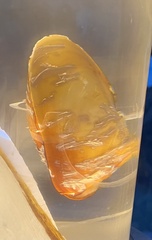 Bathymodiolus thermophilus