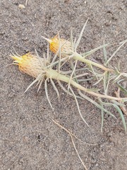 Doniophyton anomalum