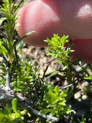 Deinandra minthornii