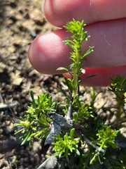 Deinandra minthornii