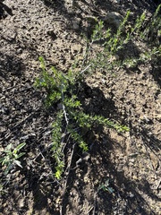 Deinandra minthornii