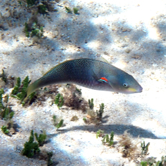 Stethojulis bandanensis
