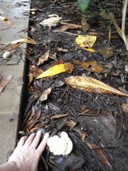 Climacodon dubitativus