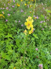 Verbascum blattaria