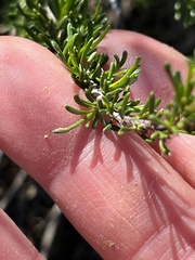 Deinandra minthornii