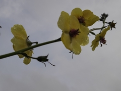 Verbascum blattaria