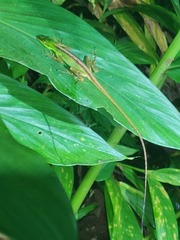 Anolis ventrimaculatus