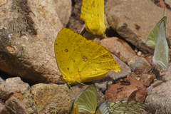 Phoebis neocypris