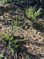 Deinandra minthornii