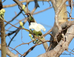 Cynanthus latirostris
