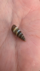 Batillaria attramentaria