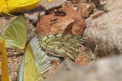 Hesperocharis marchalii